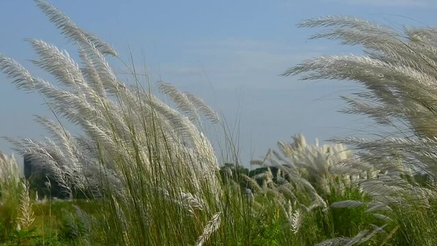 white catkin flower and cyan sky