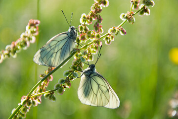 Papillon