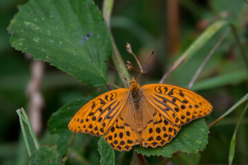 Papillon