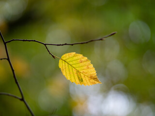 Autumn leaf in the forest