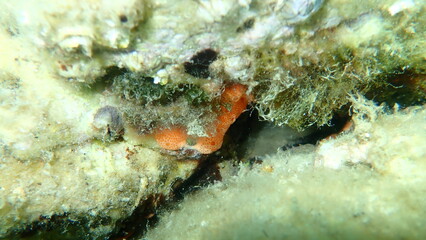 Сolonial tunicates common didemnid (Didemnum commune) undersea, Aegean Sea, Greece, Thasos island