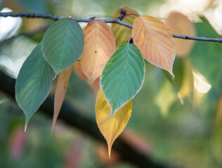 Autumn leaves in the forest