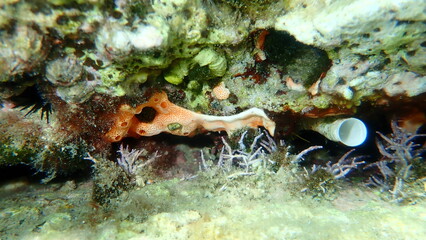 Сolonial tunicates common didemnid (Didemnum commune) undersea, Aegean Sea, Greece, Thasos island