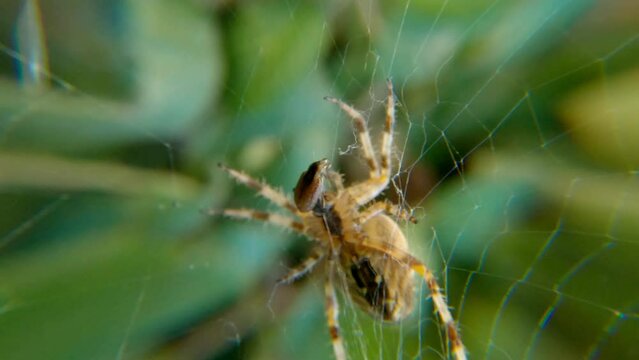 Une &eacute;peire diad&egrave;me d&eacute;vore sa proie - (Araneus diadematus)