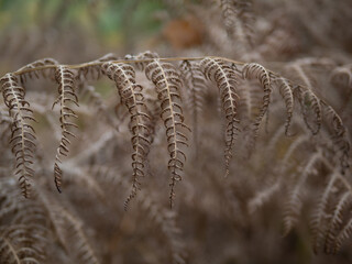 fern leaves in the sunshine