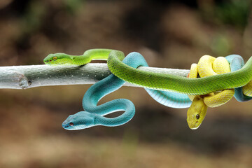 Yellow, blue and green viper snake on branch, tree color viper snake, venomous pit viper in the family viperidae, animal closeup