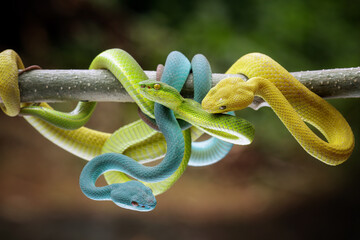 Yellow, blue and green viper snake on branch, tree color viper snake, venomous pit viper in the family viperidae, animal closeup