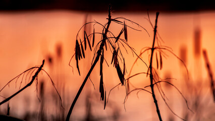 Silhouette of seeds on ash branches at sunset. Selective focus.