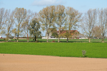 View over flat agriculture fields with brown soil, green crops and blue sky, Zellik, Belgium