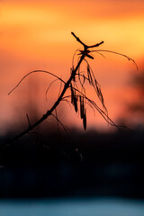 Silhouette of seeds on ash branches at sunset. Selective focus.