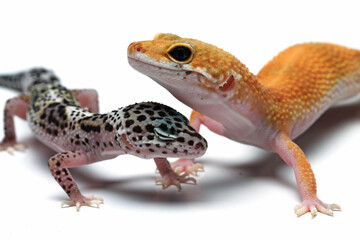 Leopard gecko lizard isolated on white, eublepharis macularius, animal closeup