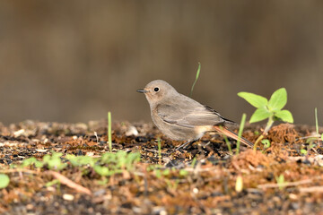 colirrojo tizón (Phoenicurus ochruros)​ en el estanque del parque. Marbella Andalucía España