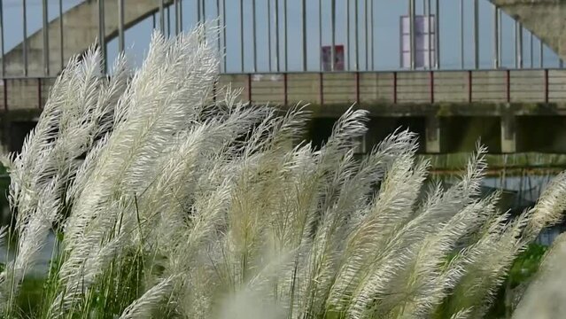 white catkin flower, cyan sky and blurry bridge