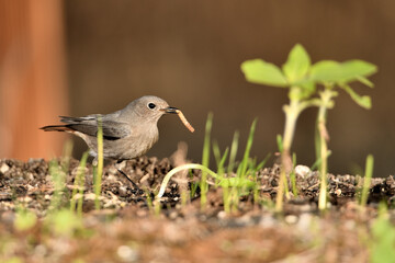 Obraz premium colirrojo tizón (Phoenicurus ochruros)​ en el estanque del parque bebiendo y reflejado en el agua. Guaro Andalucía España