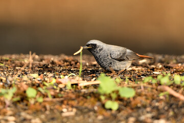  colirrojo tizón macho (Phoenicurus ochruros)​ comiendo en el  suelo del parque. Marbella Andalucía España