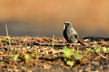  colirrojo tizón macho (Phoenicurus ochruros)​ comiendo en el  suelo del parque. Marbella Andalucía España