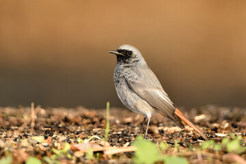  colirrojo tizón macho (Phoenicurus ochruros)​ comiendo en el  suelo del parque. Marbella Andalucía España