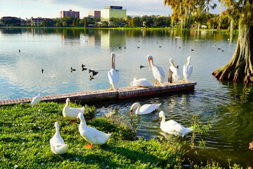 Swan in Lake Morton at city center of lakeland Florida	
