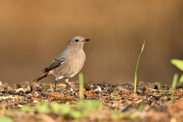 colirrojo tizón hembra (Phoenicurus ochruros)​ en el suelo del  bosque. Marbella Andalucía...