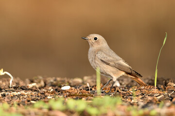  colirrojo tizón hembra (Phoenicurus ochruros)​ en el suelo del  bosque. Marbella Andalucía...