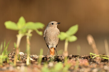  colirrojo tizón hembra (Phoenicurus ochruros)​ en el suelo del  bosque. Marbella Andalucía...