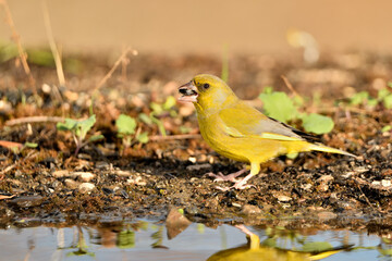  verderón europeo o verderón común​ (Chloris chloris)​ reflejado en el estanque y bebiendo agua. Marbella Andalucía España