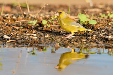  verderón europeo o verderón común​ (Chloris chloris)​ reflejado en el estanque y bebiendo...