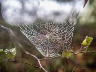 spiderweb in the fog in forest