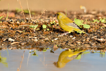  verderón europeo o verderón común​ (Chloris chloris)​ reflejado en el estanque y bebiendo agua. Marbella Andalucía España