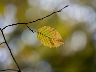 Autumn leaf in the forest