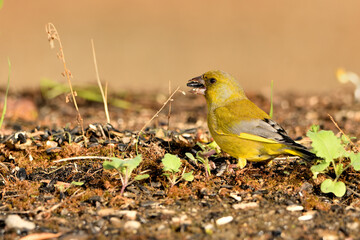  verderón europeo o verderón común​ (Chloris chloris)​ reflejado en el estanque y bebiendo agua. Marbella Andalucía España