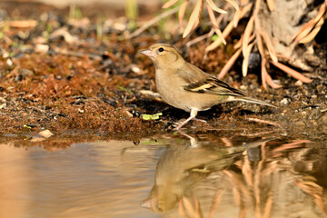 pinzón vulgar (Fringilla coelebs) en el estanque bebiendo y reflejado en el agua. Marbella Andalucía España