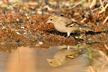 pinzón vulgar (Fringilla coelebs) en el estanque bebiendo y reflejado en el agua. Marbella Andalucía España