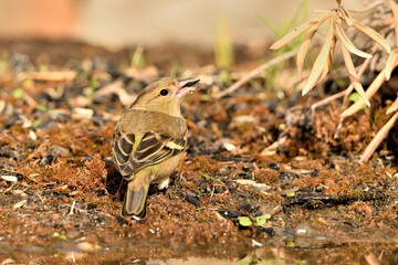 pinzón vulgar (Fringilla coelebs) en el estanque bebiendo y reflejado en el agua. Marbella Andalucía España