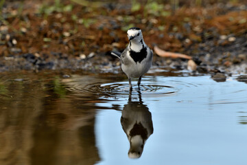 lavandera blanca​ o aguzanieves  bebiendo bañándose y comiendo en el estanque del parque (Motacilla alba). Marbella Andalucía España