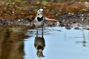 lavandera blanca​ o aguzanieves  bebiendo bañándose y comiendo en el estanque del parque (Motacilla alba). Marbella Andalucía España