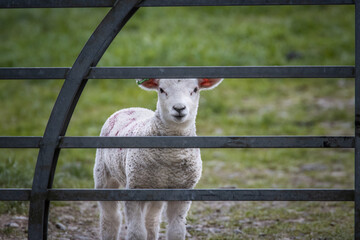 Lamb close up on the other side of the gate. Sheep looking through the fence.