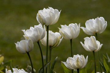 White tulips close up