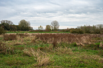 Colorful grasses at the wetlands at natural floodplain of the river Scheldt, Berlare, Belgium