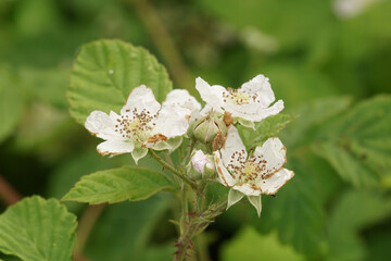 Closeup on a white flowering European blackberries plant, Rubus fruticosus