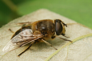 Closeup on a glass-winged dronefly, Eristalis similis sitting on a leaf