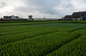 Fototapeta na wymiar Green field of cultivated pine trees, Dendermonde, Belgium