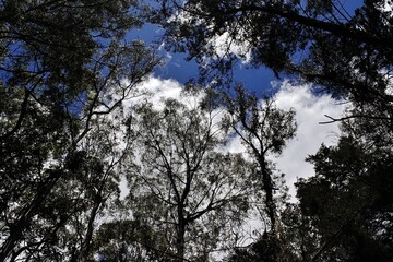 cielo 