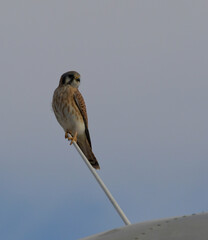 A hawk perched on a DC-3 airplane.