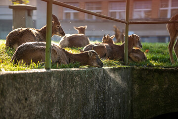 Muflons resting on leaves in the area of the IKEM hospital in Prague. Autumn photo.