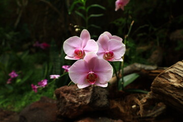 View on a flower in a Park in the south of Gran Canaria