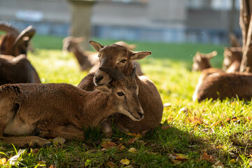 Muflons resting on leaves in the area of the IKEM hospital in Prague. Autumn photo.
