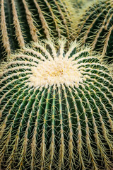 kaktus, roślina, rośliny, zielone, ogród botaniczny, aloe, tekstura, flora, drzew, botaniczne, zieleń, kwiat, pustynia