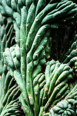 kaktus, roślina, rośliny, zielone, ogród botaniczny