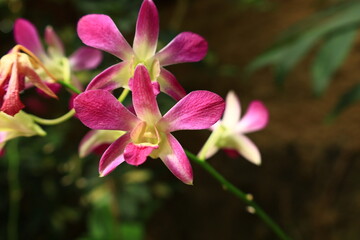 View on a flower in a Park in the south of Gran Canaria